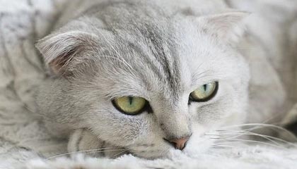 kaiyun.com-勇士队遭遇三连败，卫冕之路不平坦，勇士队全场