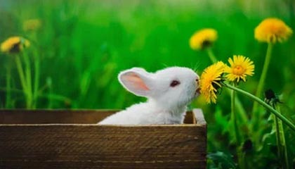 Kaiyun官方登录入口-雄鹿队取得连胜 火力全开让对手无法抵挡，雄鹿队雄鹿队