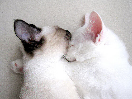 _云端运动体验:虚拟环境中的极限运动_,云端训练模型