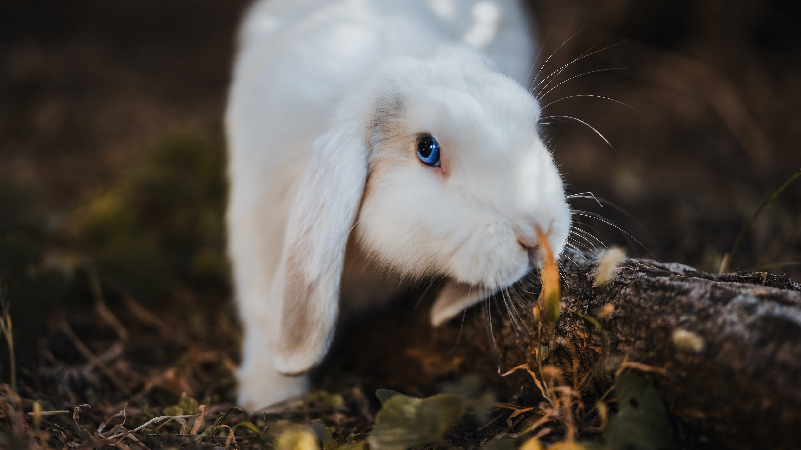 _青少年冲刺跑：激发青春的奔跑梦想_，青少年跑步比赛