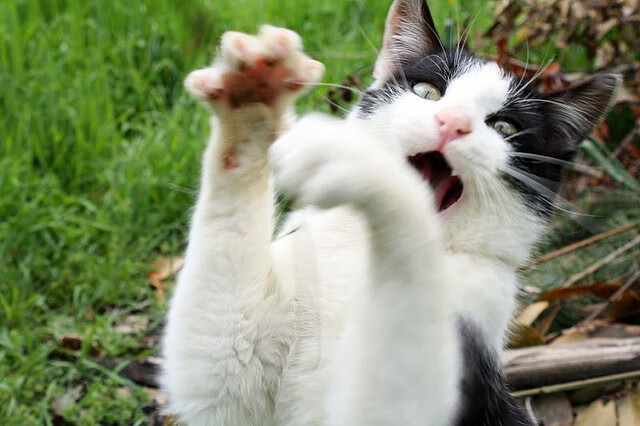 开云官方-“青训学院落户多个城市，基层足球快速发展”，青训足球俱乐部怎么招生