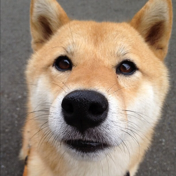 【Judge火力全开】洋基队史新高纪录引热议,洋基队历史