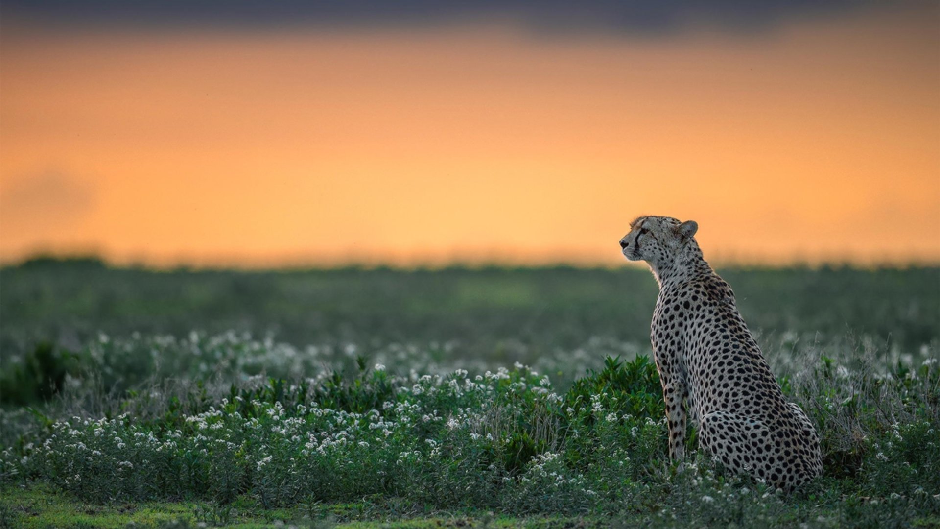 上海申花新帅亮相,球队迎来新气象,上海申花 换帅