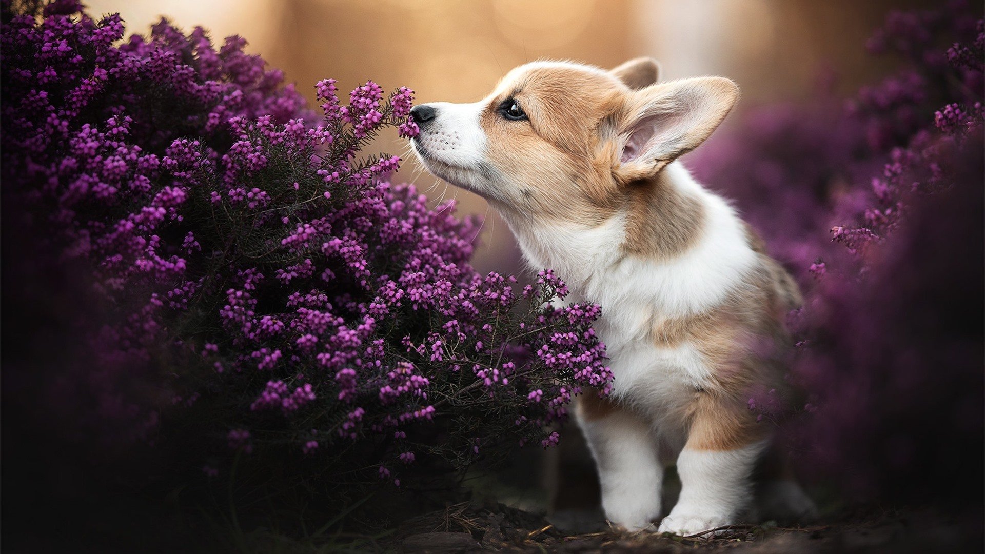 kaiyun中国官方网站-明星车手讲述：比赛中的心理战，赛车心态