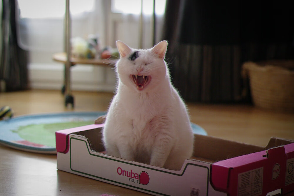 魔术推出“AI战术挑战赛”,球迷可尝试教练角色,iacm魔术