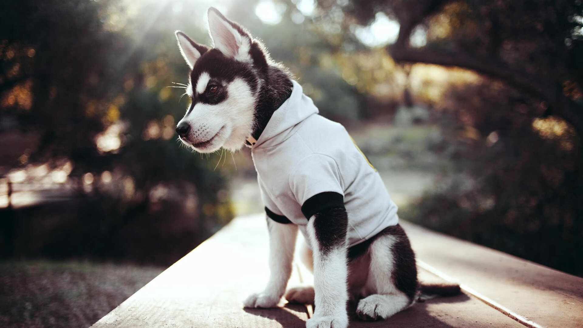 魔术推出“数字球迷互动墙”，提升观赛体验，数字篮球