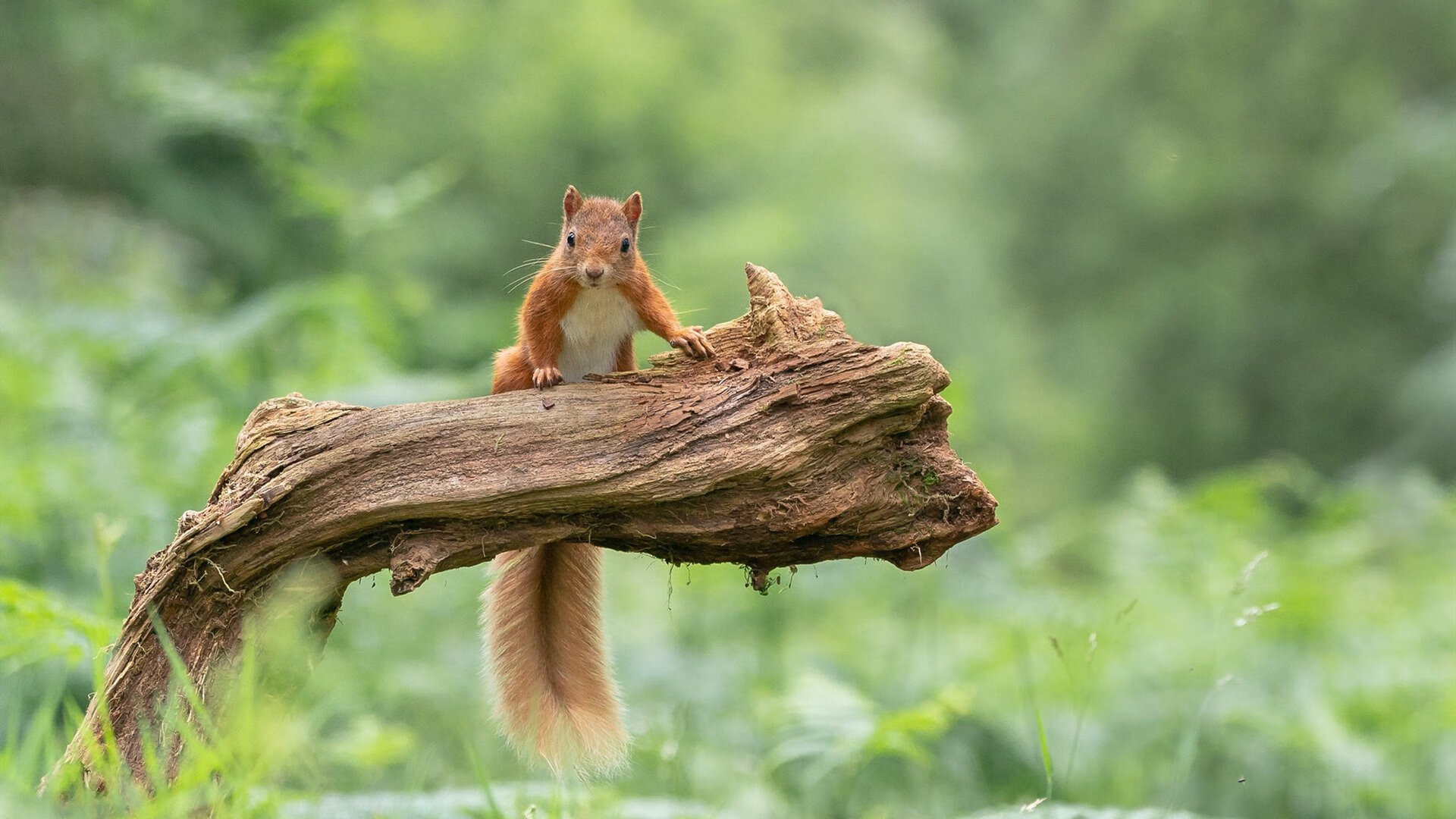 魔术推出“数字球迷互动墙”，提升观赛体验，数字篮球