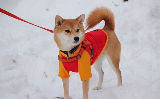 乌克兰队逆袭成功!波兰队惨遭淘汰,乌克兰vs波兰首发