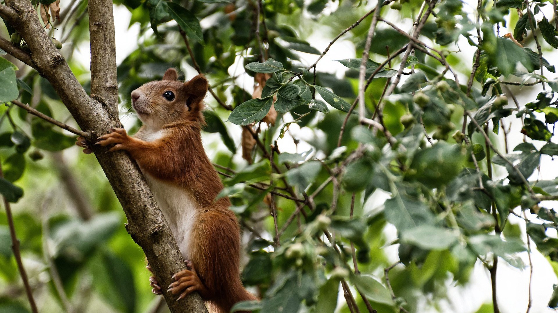 乌克兰队逆袭成功!波兰队惨遭淘汰,乌克兰vs波兰首发