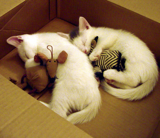 开云官方网页登录-掘金击败森林狼，约基奇三节砍下35分，掘金中锋约基奇是哪国人