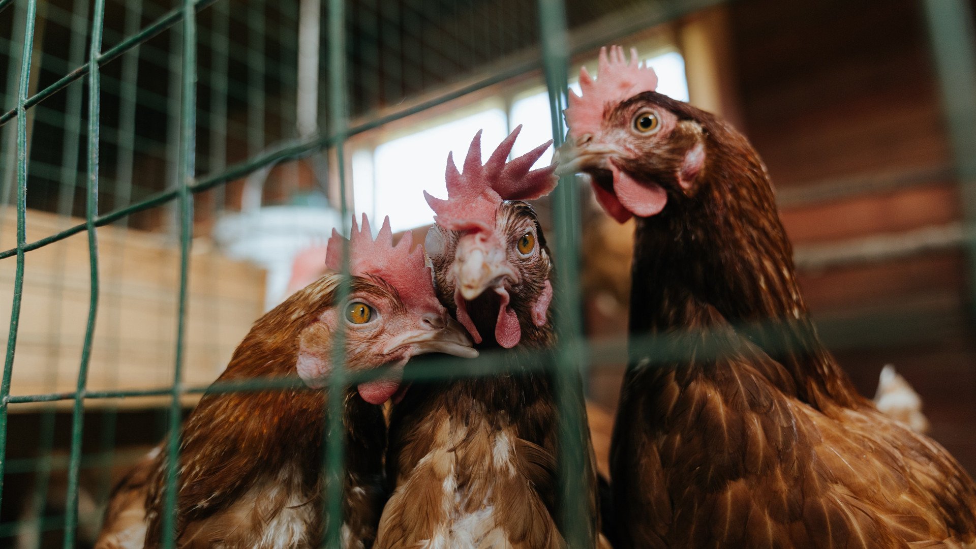 开云中国-法国足球队集训备战国际巅峰赛事，法国足球联赛