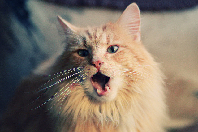 葡萄牙体育主力球员续约谈判进展，葡萄牙球员转会