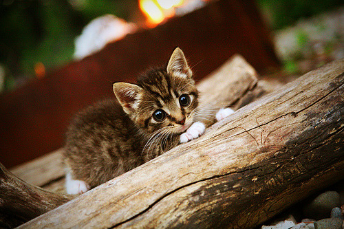 辽宁本钢球队比赛心态稳定,辽宁本钢队比赛视频