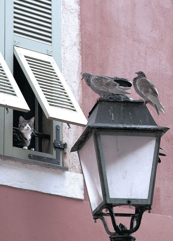 葡萄牙马术协会与大学合作,开展马术运动营养研究,优化饮食方案。