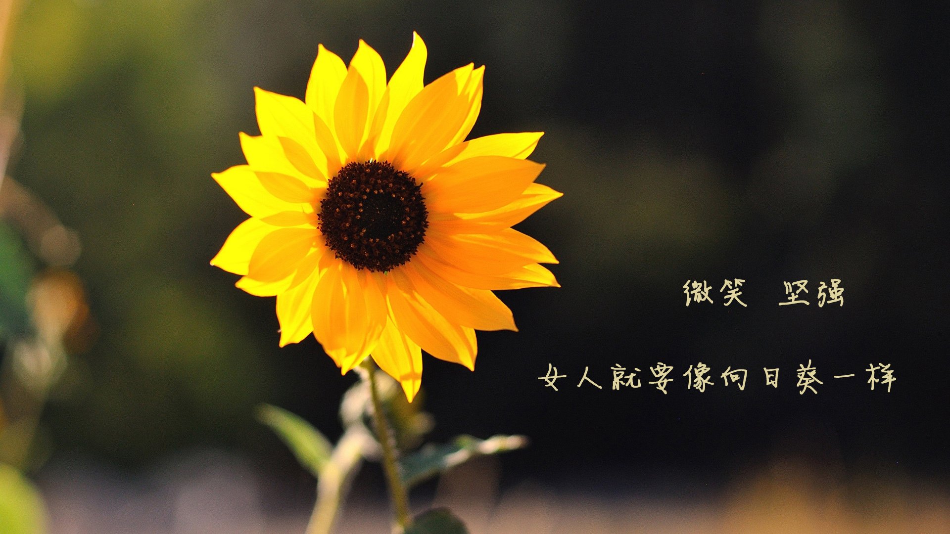 世界摩托艇锦标赛大连站吸引众多关注,2021年摩托艇大赛