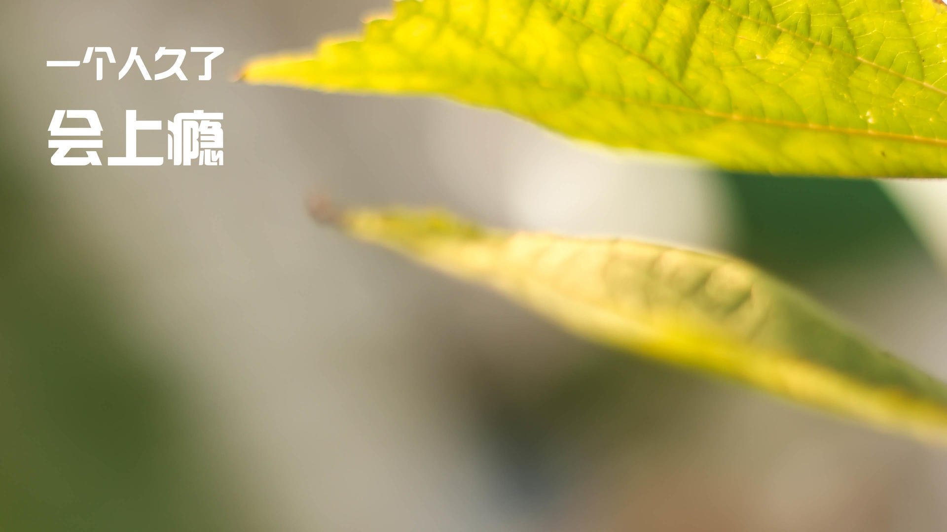 世界摩托艇锦标赛大连站吸引众多关注,2021年摩托艇大赛