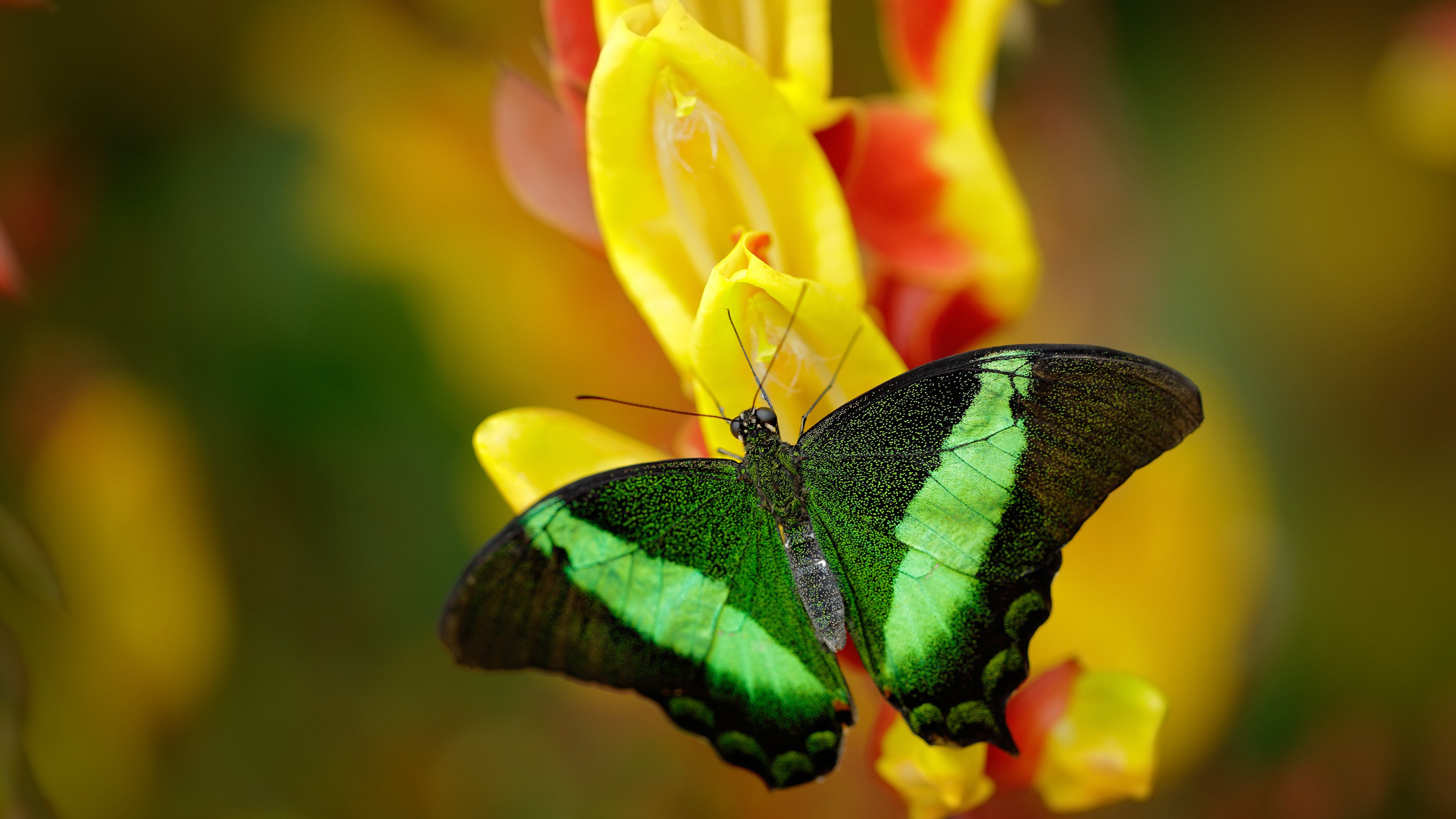 青少年体育锻炼中的激励机制研究,青少年加强体育锻炼的目的