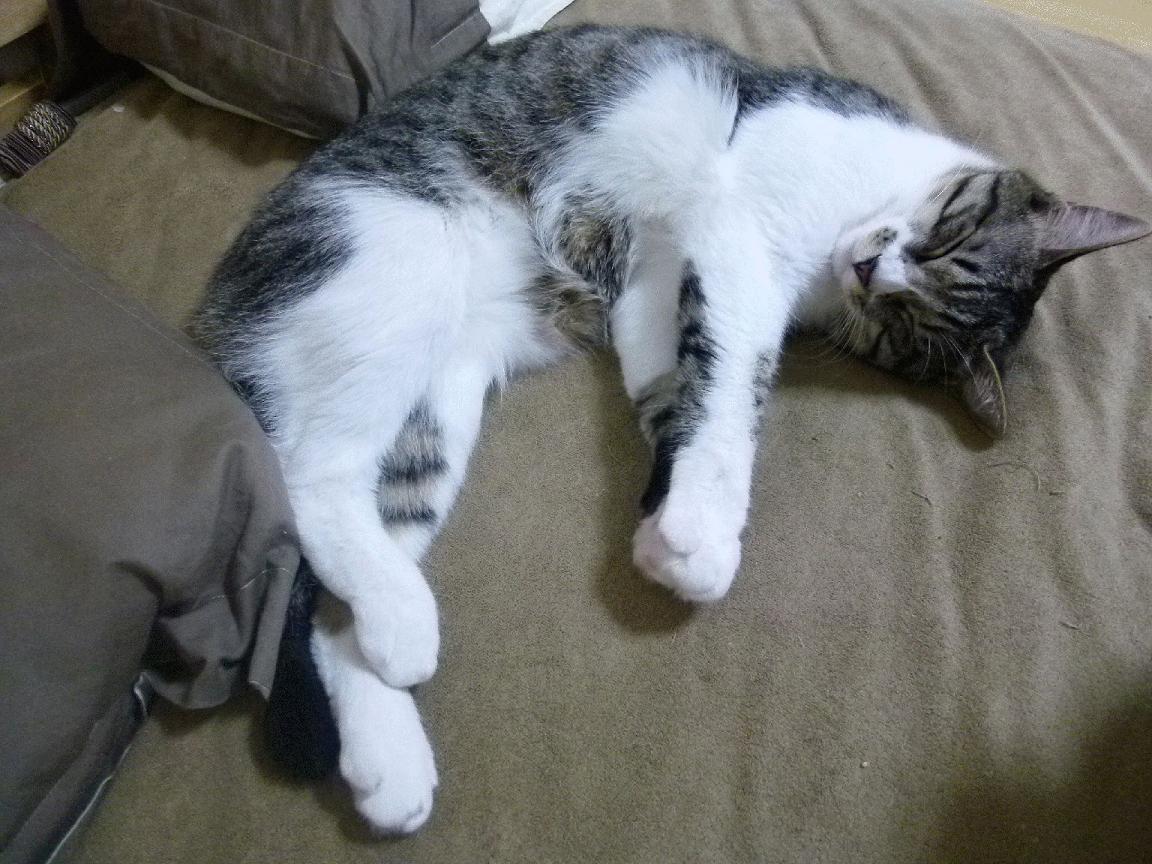 “克洛普批赛事拖累球员休息周期:体能隐患引担忧”