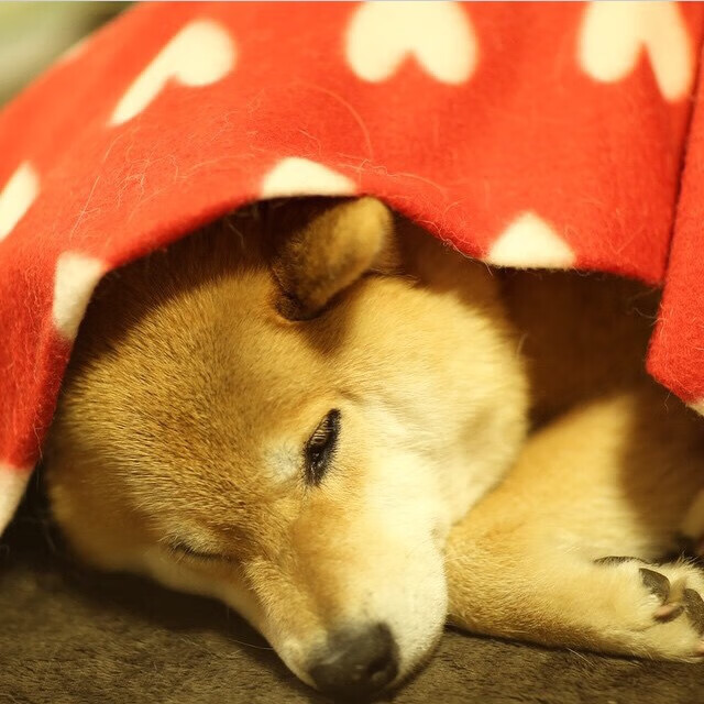 五大联赛是否提高节奏爆点训练在青训比重,五大联赛爆冷的概率