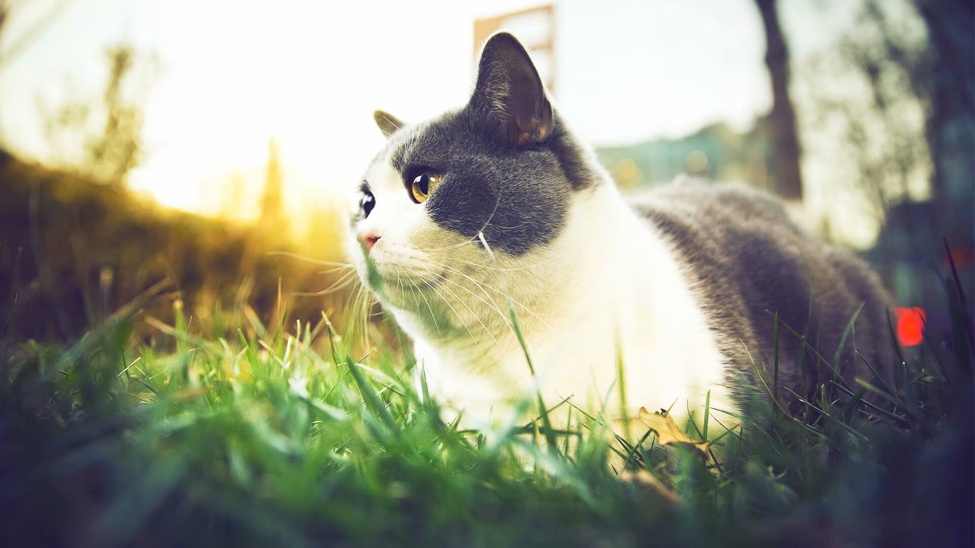 印度队未来发展:打破国内外乒乓壁垒,迈向世界舞台,印度乒乓球联赛