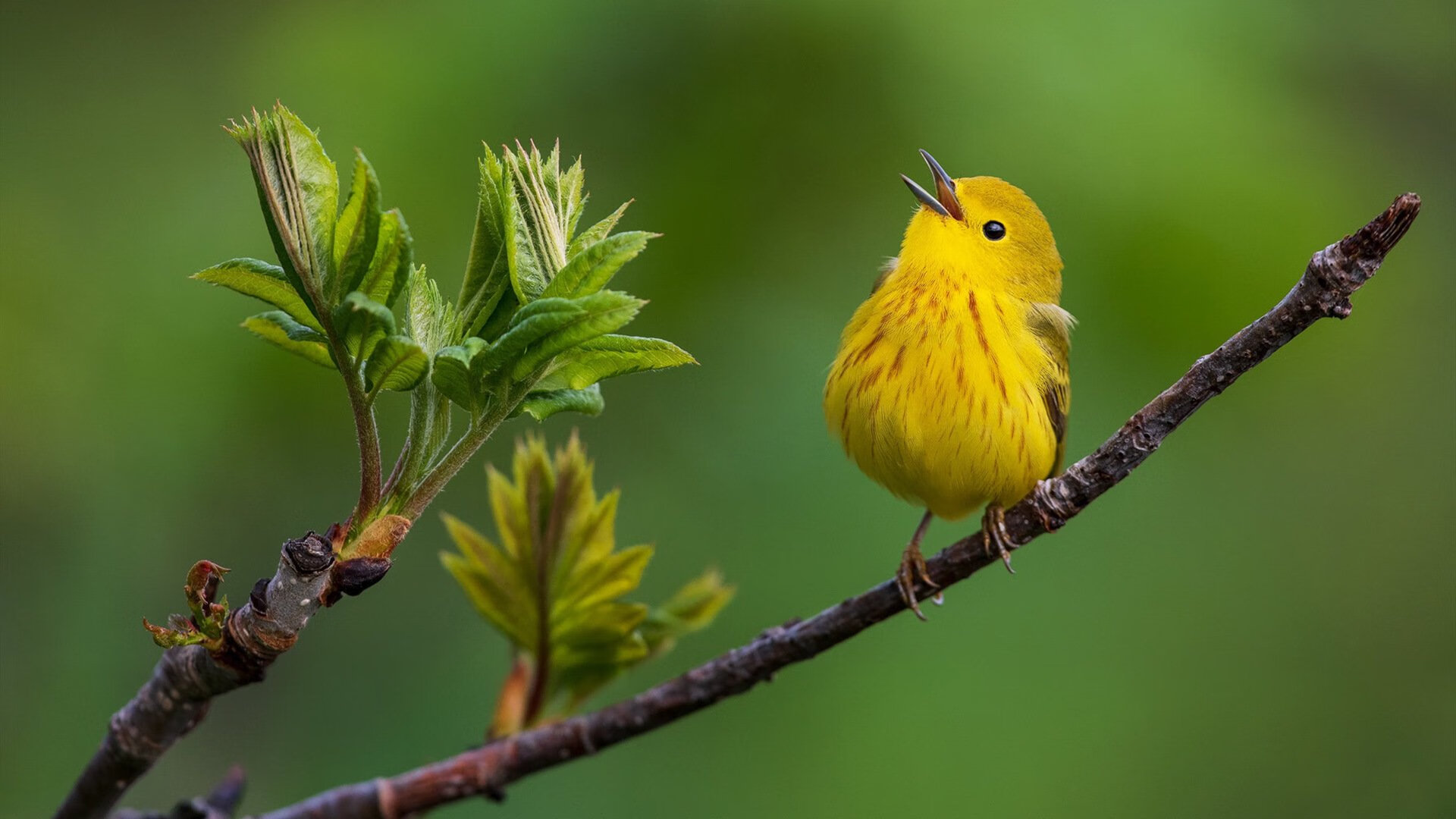 张雨霏蝶泳赛场自信满满，张雨霏蝶泳最好成绩