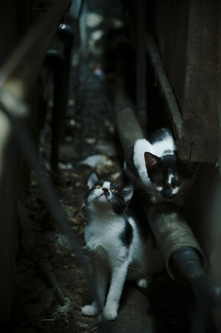 意甲精彩瞬间:个性表演点燃球迷热情,意甲经典比赛如c77 tv