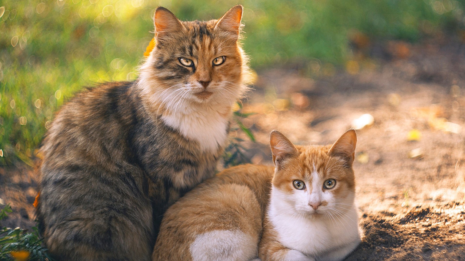 水球比赛瑞士战术多变,2021年水球比赛