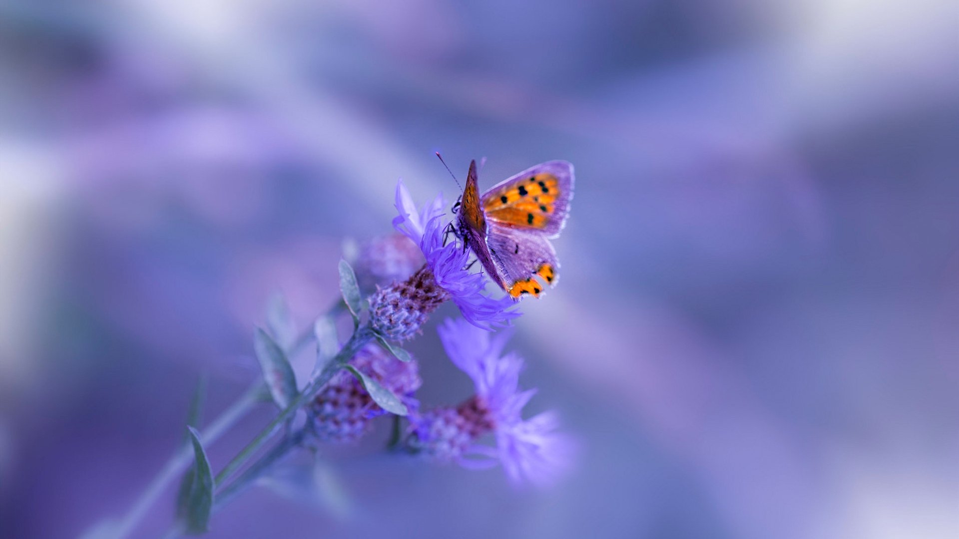 开云kaiyun-蛙泳冲刺突尼斯稳中发力，蛙泳起跳入水视频